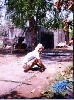 صنع الحضرة