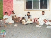 مولد الزهراء